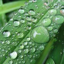 rain, leaf, drops