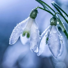 rain, snowdrops, drops