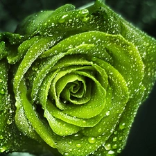 Green, drops, rain, rose