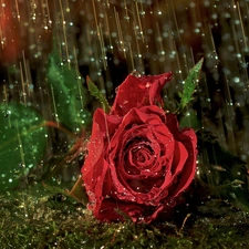 red hot, drops, rain, rose