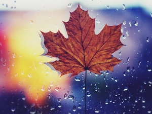 drops, rain, leaf, maple, Autumn