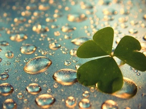 leaf, drops, rain, clover