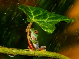 Rain, frog, leaf