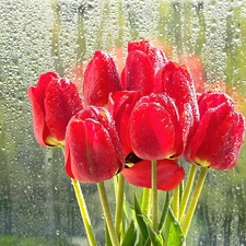 Red, Glass, Rain, Tulips