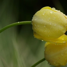 Rain, Yellow, Tulips