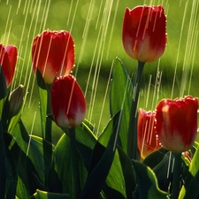 Tulips, Rain