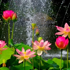 Rain, lilies, water