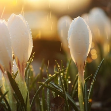 White, drops, rain, crocuses