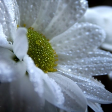 White, drops, rain, Margaretka