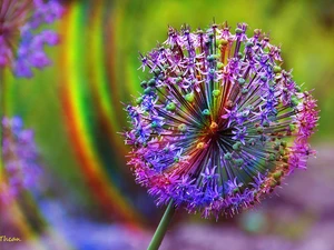 rainbow, Allium, colors