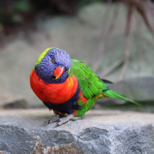 Mountain Rainbow Lorikeet, Bird, parrot