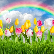 Great Rainbows, Flowers, Tulips