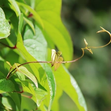 rambler, Leaf, plant