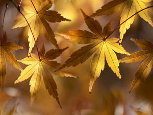maple, rapprochement, blurry background, Leaf