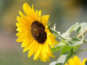 flower, rapprochement, blurry background, Sunflower