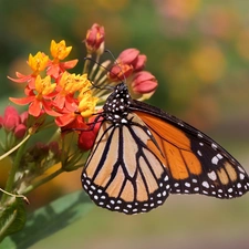 butterfly, Colourfull Flowers, rapprochement, Monarch Butterfly