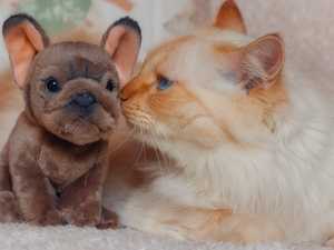 toy, rapprochement, cat, dog, Reddish