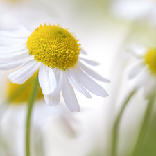 chamomile, Colourfull Flowers, rapprochement