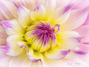 Colourfull Flowers, Dalia, rapprochement, White and Pink