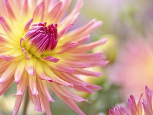 Colourfull Flowers, Dalia, rapprochement, Pink and yellow