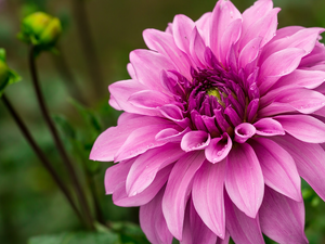 rapprochement, Pink, Dalia