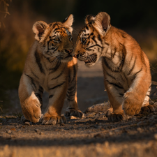 Two cars, tigress, rapprochement, little doggies