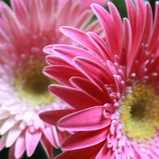 Flowers, gerberas, rapprochement, Pink
