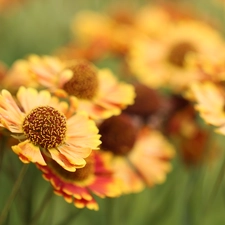 Flowers, Helenium Hybridum, rapprochement