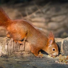 rapprochement, squirrel, Ginger