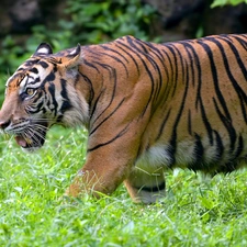grass, Bengal Tiger, rapprochement