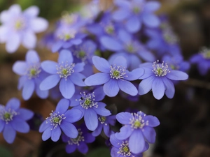 Liverworts, lilac, Flowers, rapprochement