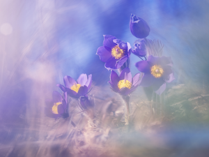 rapprochement, purple, pasque