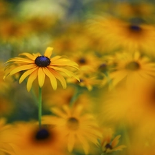 rapprochement, Yellow, Rudbekie