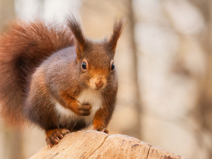 rapprochement, squirrel, trunk