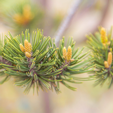 rapprochement, pine, Twigs