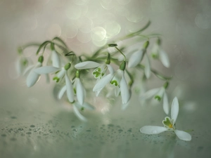 drops, rapprochement, White, Flowers, snowdrops