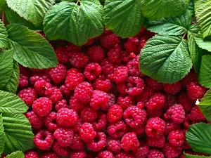raspberries, Leaf