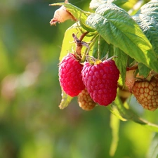 maturing, raspberries