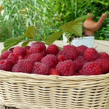 basket, red, raspberry, ripe