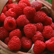 raspberry, basket, buxom