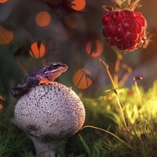 Mushrooms, raspberry, grass, strange frog