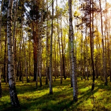 birch, forest, rays of the Sun