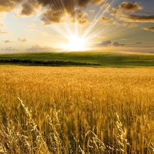 clouds, corn, rays of the Sun