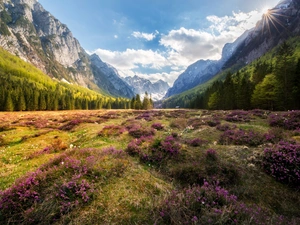 Krma Valley, Slovenia, Julian Alps Mountains, trees, rays of the Sun, heath, Flowers, heathers, viewes