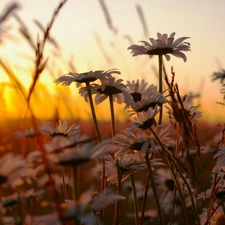 daisy, Meadow, rays