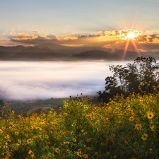 Flowers, Fog, sun, clouds, Mountains, rays, morning