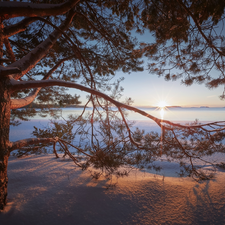 Lake Ladoga, trees, Karelia, pine, winter, rays of the Sun, Russia