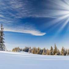 rays, snow, Spruces