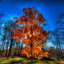 rays, sun, trees, viewes, autumn