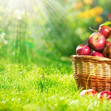 apples, Fruits, rays, sun, basket, autumn